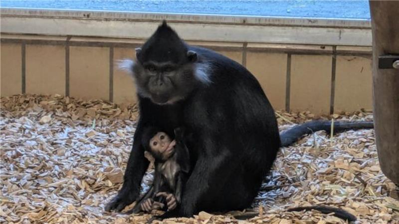 Waldzoo: Affenbaby Inge ist eine kleine Seltenheit Mama Maggie mit dem Affenbaby Inge. In Deutschland findet man Schopfmangaben ausschließlich im Wingster Waldzoo.