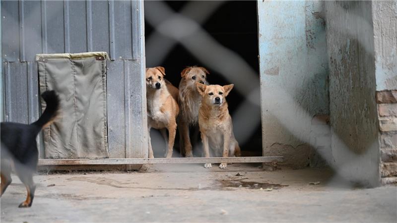 Manche Besitzer in China setzen ihre Hunde aus, etwa wenn sie umziehen müssen oder keine Zeit mehr haben. 