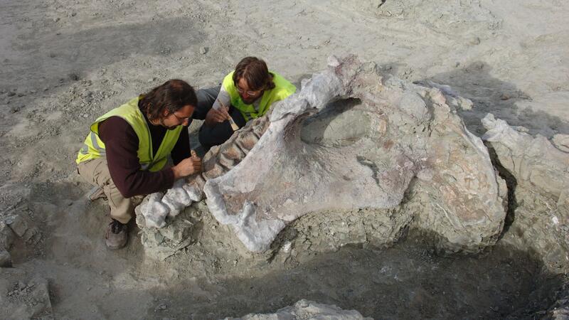 Manche Dinosaurier-Knochen haben gewaltige Ausmaße. Portugiesische und spanische Forschenden haben neue entdeckt.