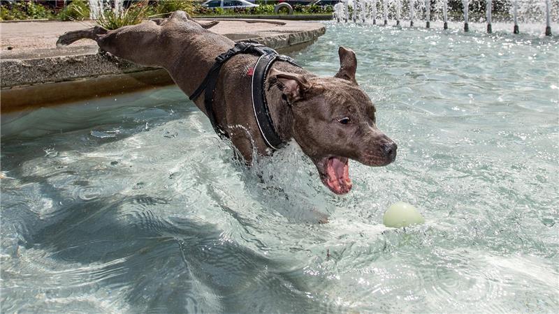 Manche Hunde stoppen ihr Spiel auch bei völliger Überanstrengung oder Verletzung nicht. (Archivbild)