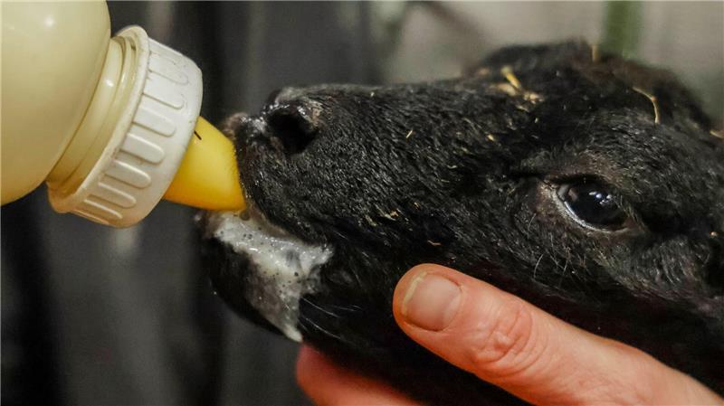 Manche Lämmer werden zugefüttert.