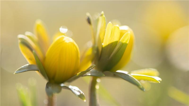 Manche Menschen reagieren stärker als andere auf Wetteränderungen. (Symbolbild)