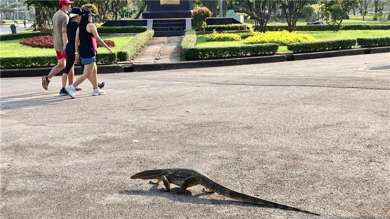 Manche erstarren vor Schreck, andere sind längst an die Riesenechsen in Bangkok berühmtestem Park gewöhnt.