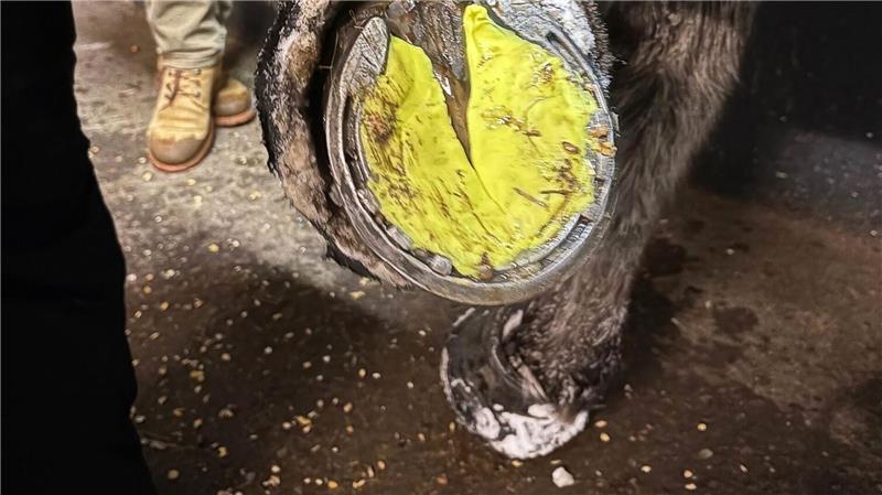 Socken und Knete gegen Schneeklumpen unter Pferdehufen? Manche kleben Knete oder Plastikteile in die Hufe. Andere ziehen ihren Pferden Socken an und kleben diese mit Panzertape fest.