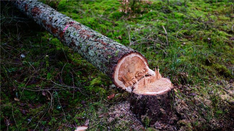 EU-Kommission will geplantes Waldschutzgesetz abschwächen Manche würden die EU-Entwaldungsverordnung gerne zum Fallen bringen. (Symbolbild)