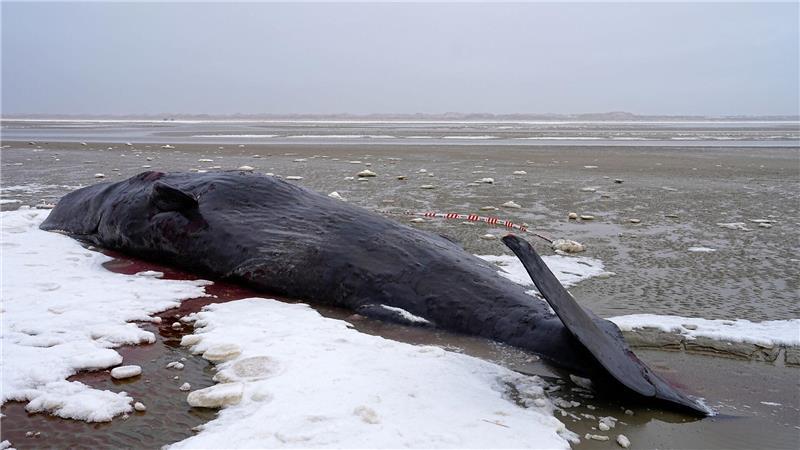 Manchmal verirren sich männliche Wale und geraten in flachere Gewässer.