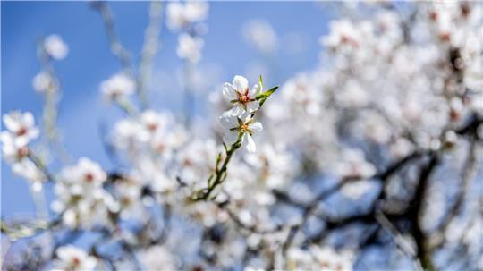 Mandelblüte in Spanien