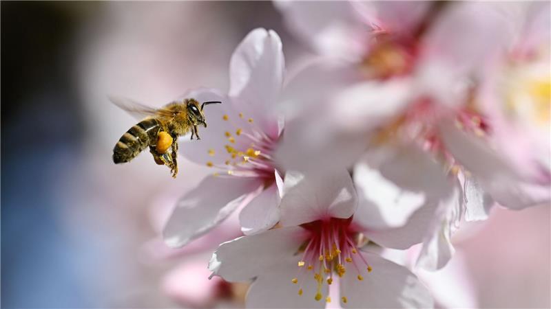 Mandelblüte in der Pfalz