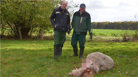 Risse in Hesedorf: Zwei Schafe von Wolf getötet Manfred (links) und sein Vater Hinrich Holst fanden am Dienstag zwei ihrer Schafe tot auf der Weide.