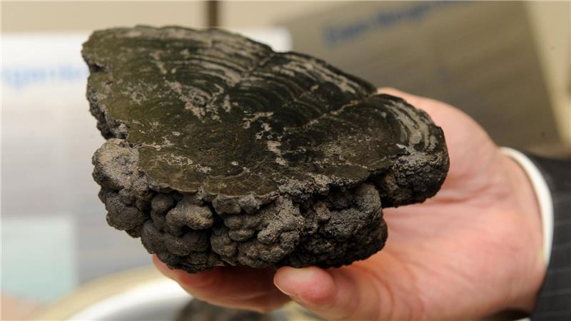 Beratungen über Tiefseebergbau in Jamaika gestartet Manganknollen entstehen über Millionen Jahre und enthalten wertvolle Metalle. (Archivbild)