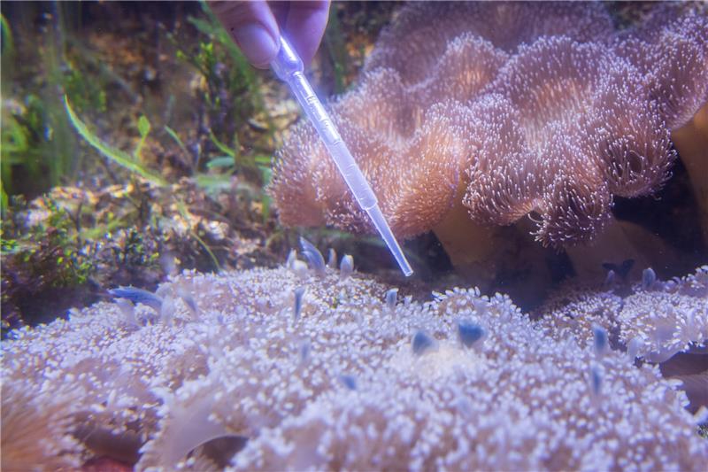 Mangrovenquallen (vorne) werden im Leibniz-Zentrum für Marine Tropenforschung (ZMT) gefüttert. Foto: Sina Schuldt/dpa