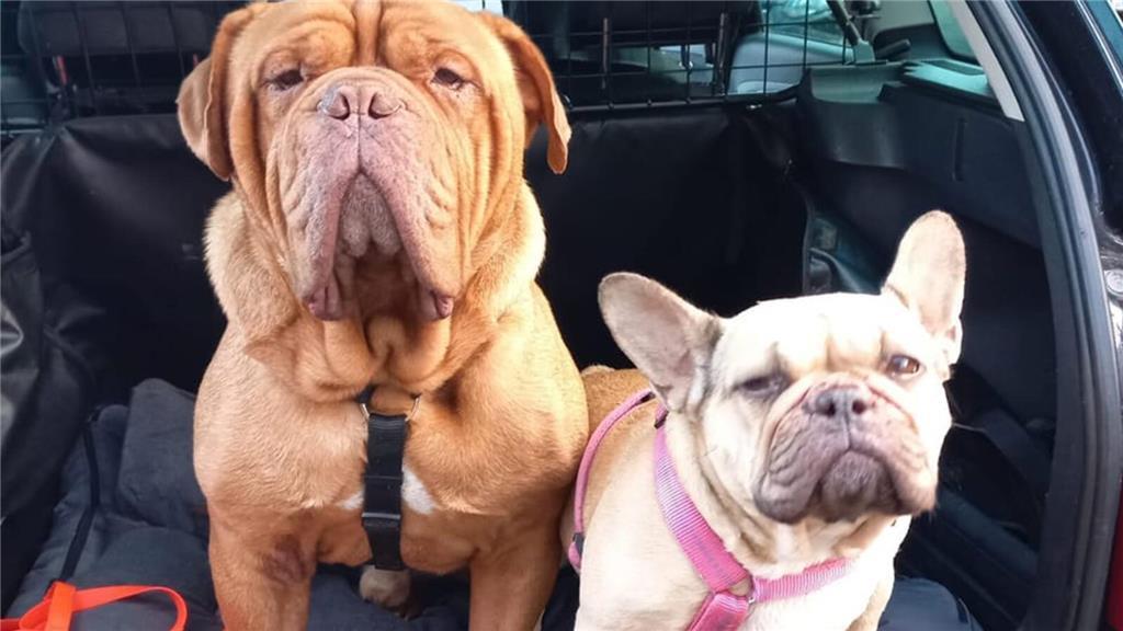 Manuela: "Das sind Max, ein fast dreijähriger Bordeauxdoggen-Rüde aus der Slowak...