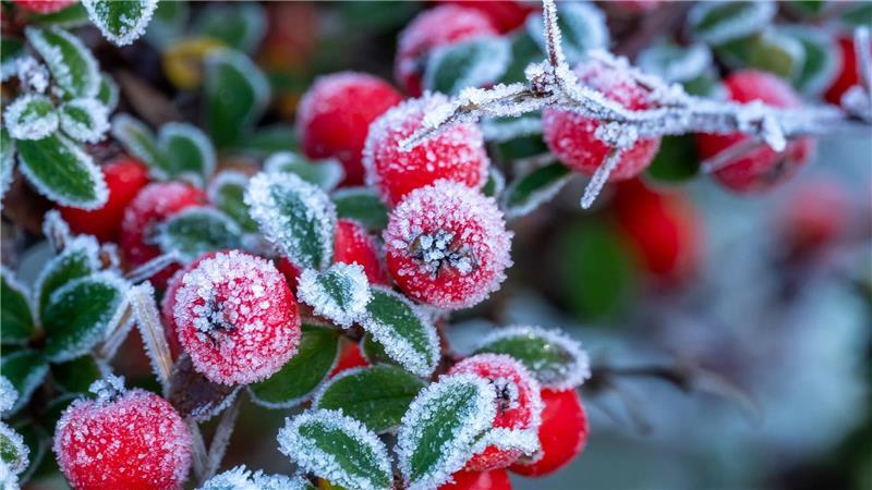 Manuela Zank hat diese eisigen, roten Beeren in Drochtersen fotografiert.
