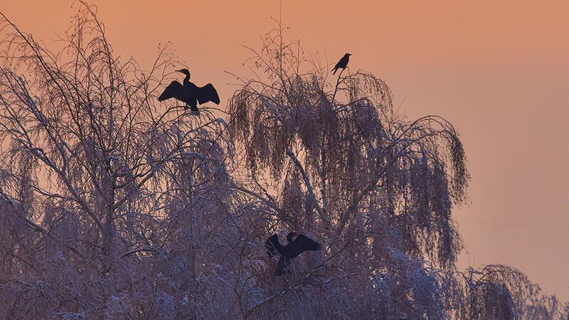 Marco Senf hat im Baum sitzende Kormorane in Neuenkirchen fotografiert.