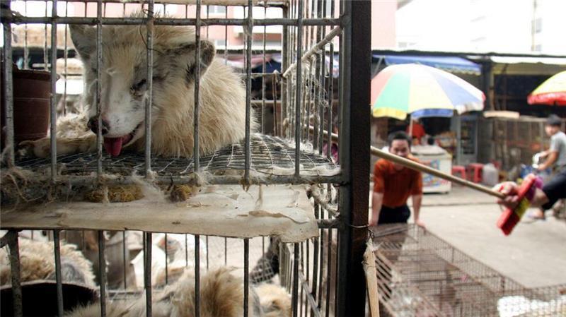 Neuer CIA-Direktor geht von Corona-Ursprung im Labor aus Marderhunde liegen in engen Käfigen auf dem Xin Yuan Markt in Wuhan. (Archivbild)