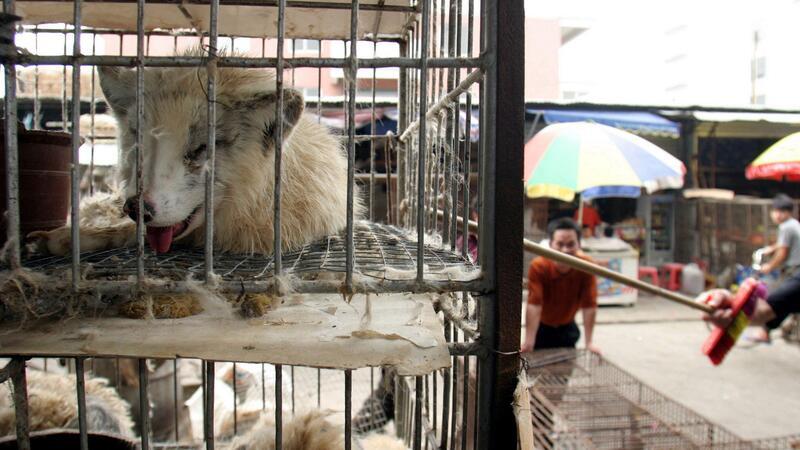 Marderhunde liegen in engen Käfigen auf einem Markt in China. (Archivbild)