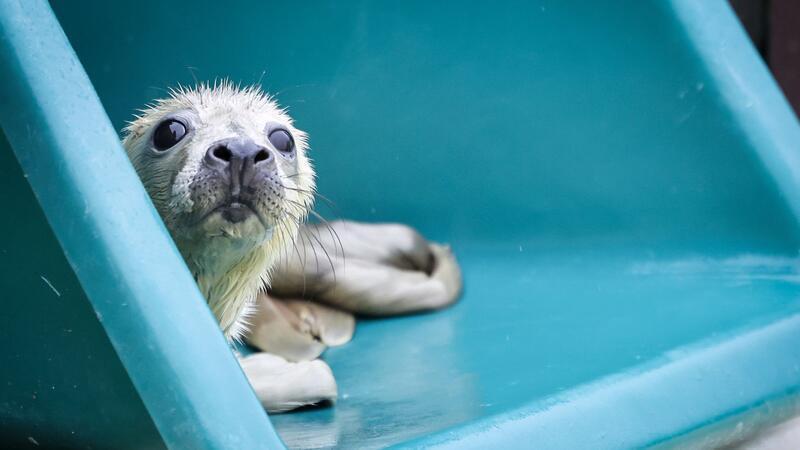 Marieke wurde im Alter von rund zwei Tagen verwaist auf der Helgoländer Düne gefunden und nach Friedrichskoog gebracht.