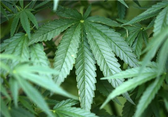 Marihuana, Cannabis und das in Ecstasy befindliche MDMA soll das Drogen-Trio vertrieben haben, das vor dem Stader Landgericht steht. Symbolfoto: dpa