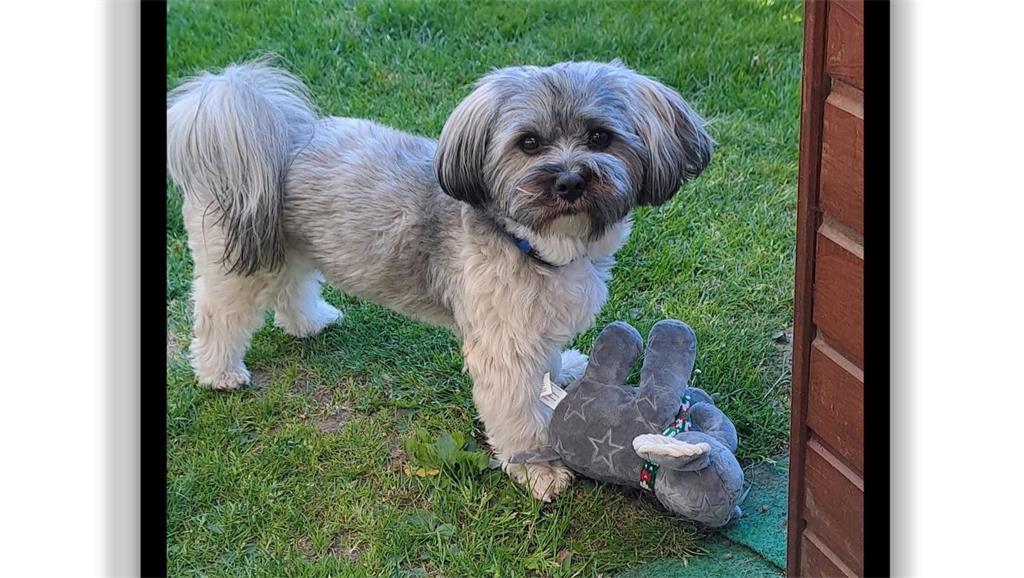 Marion Feindt fährt mit ihrem Hund Fiete am 10. Oktober zum Happy Dog Day des La...