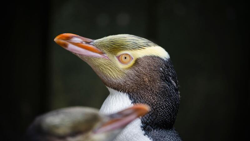 Seltener Pinguin: Hoiho ist Neuseelands Vogel des Jahres Markant sind die gelben Federn rund um die ebenfalls gelben Augen.