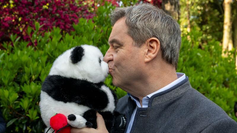 Premierminister und Pandas - Markus Söder in China Markus Söder hat als Gastgeschenk einen Panda-Plüschbären bekommen.