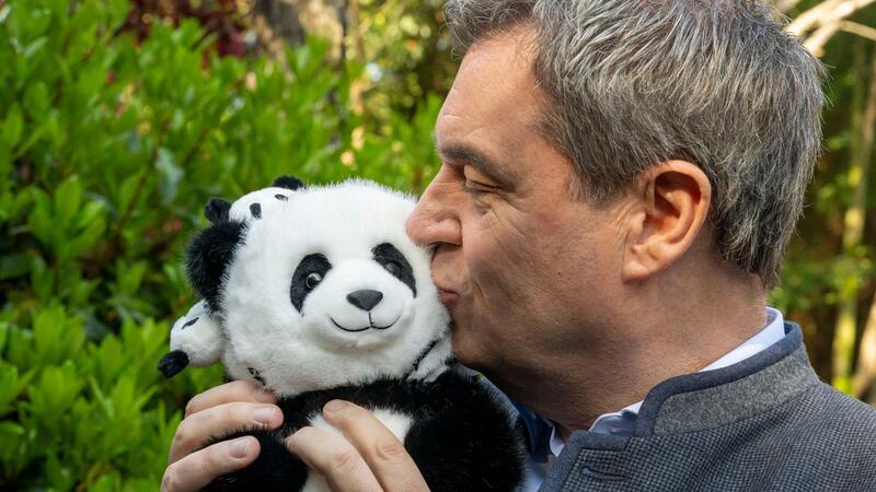 Premierminister und Pandas - Markus Söder in China Markus Söder herzt einen Plüsch-Panda.
