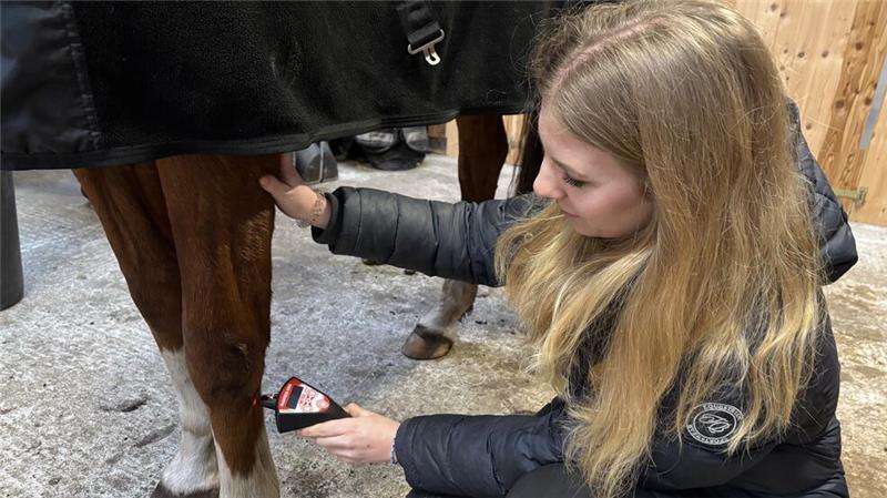 Physiotherapeutin für Pferde: Wie Marlien Milsmann Vierbeinern hilft Marlien Milsmann bei der Akkupressur mit einem Laser.