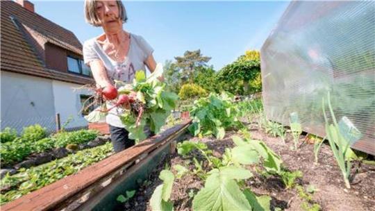 Marlies Tell versorgt sich mit ihrem Gartenbau selbst mit Lebensmitteln, zum Beispiel mit Radieschen. Foto: Lothar Scheschonka