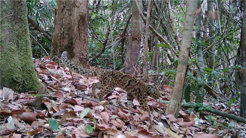 Marmorkatzen leben in Südostasien und gelten als gefährdet. Wegen ihrer versteckten, baumbewohnenden Lebensweise ist die Art kaum erforscht.