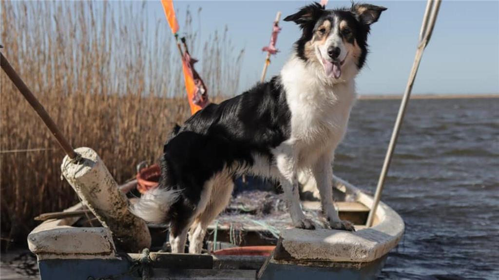 Martina: "Cora ist sechs Jahre alt und ein Aussie Border-Mischling. Wir lieben e...