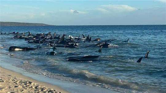 Massenstrandung von Walen in Toby’s Inlet in Westaustralien.