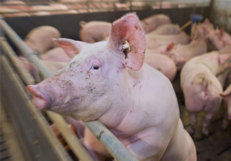 Mastschweine stehen in einem Mastbetrieb in einem Stall. (zu dpa «Schweinepest oder Circovirus - Tiergesundheit ist Riesenthema») Foto: Stefan Sauer/zb/dpa