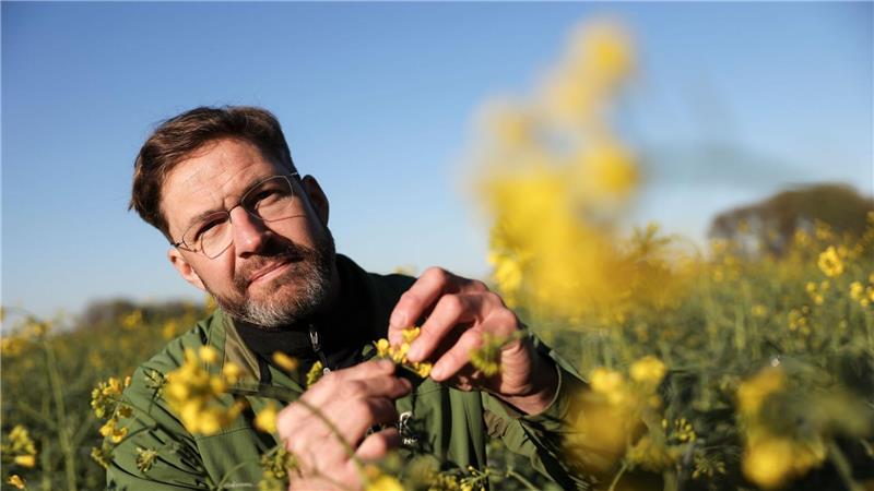 Mathis Müller schätzt, dass sein Raps in diesem Jahr, wenn es gut läuft, nur noch die Hälfte des potenziellen Ertrags bringen werde.