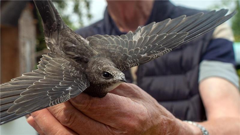 Mauersegler leben oft in kleinen Nischen in Dächern. (Archivbild)