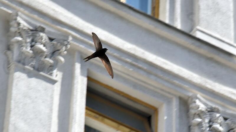 Mauersegler stehen vor dem Flug in Richtung Winterquartier vor. (Foto Archiv)