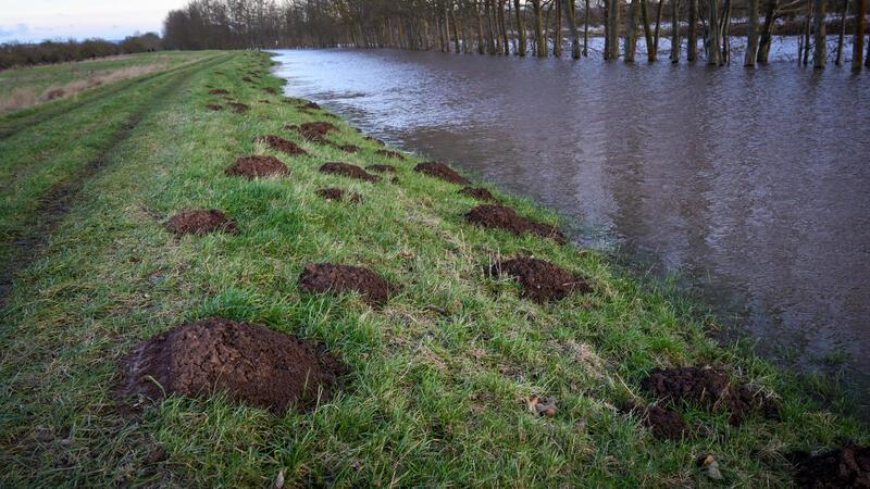 Hochwasser und Dauerregen machen diesen Tieren besonders zu schaffen Maulwurfshügel auf dem Deich. Die Tiere haben sich vor dem Hochwasser in höhere Regionen gerettet.