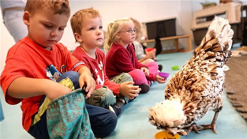 Max (vorne), Anska und Emily sind von den Hühnern beeindruckt.