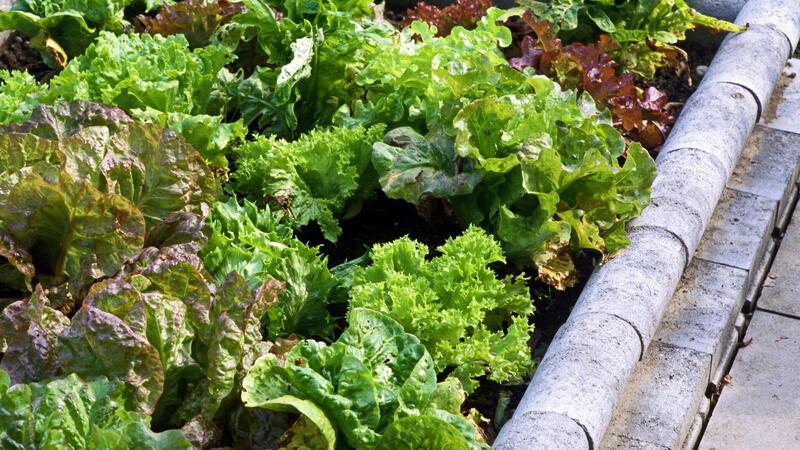 Kinder rein, Schädlinge raus: Garten-Tipps von Judith Rakers Mechanische Barriere: Ein Schneckenzaun hält die Tiere vom jungen Gemüse fern.