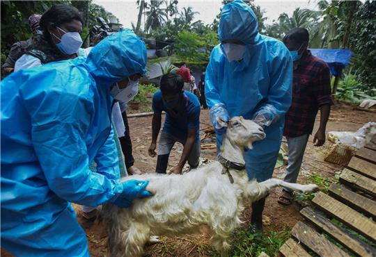 Medizinisches Personal in Kozhikode im Süden Indiens entnimmt einer Ziege Blutproben, um sie auf das Nipah-Virus zu testen.