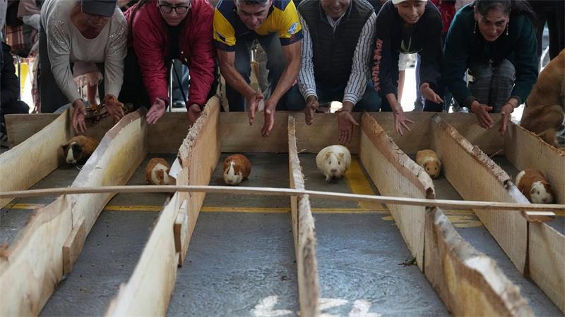 Meerschweinchenrennen gehören in mehreren Regionen Ecuadors zu den Volksbräuchen.