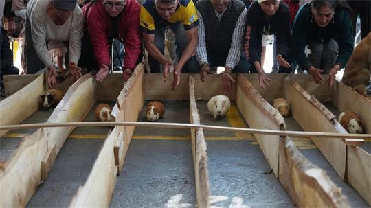 Meerschweinchenrennen gehören in mehreren Regionen Ecuadors zu den Volksbräuchen.