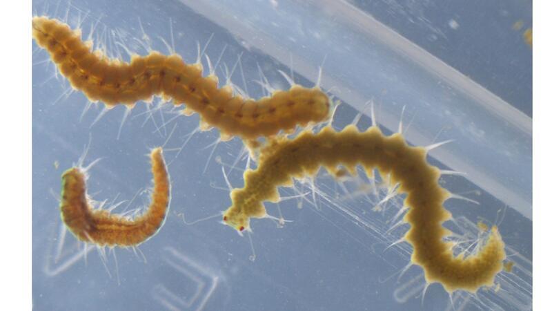 Megasyllis nipponica-Würmer können ihr Hinterteil ablösen.