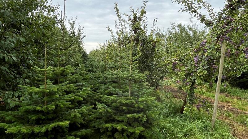 Mehr Biodiversität: Weihnachtsbäume stehen zwischen den Pflaumenbäumen.
