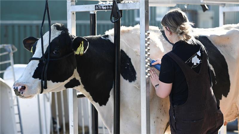 Mehr als 100 Milchkühe treten beim Wettbewerb um den Titel „Miss Ostfriesland“ an. 
