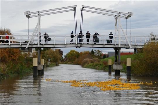 Mehr als 1000 Gummi-Enten schwimmen wieder auf der Lühe. Fotos: Verein