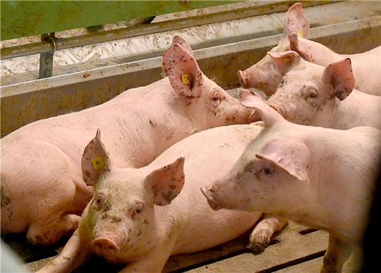 Mehr als 1000 Mastschweine (Symbolfoto) verendeten 2021 qualvoll in Hüll. Der Großenwördener Landwirt wurde jetzt vom Amtsgericht Stade zu einer Geldstrafe verurteilt. Foto: Rehder/dpa