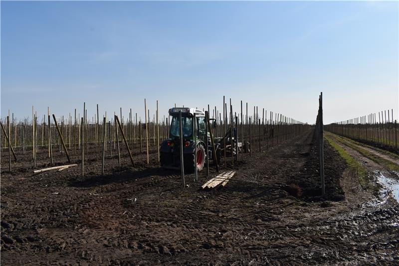 Mehr als 1,5 Millionen Apfelbäume sind 2020/2021 laut der Statistik des Obstbauzentrums Esteburg an der Niederelbe gepflanzt worden. Foto: Vasel