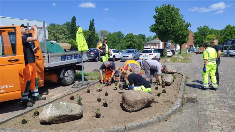 Für mehr Artenvielfalt: Wilde Stauden am Stadeum in Stade gepflanzt Mehr als 20 Fachkräfte aus dem ganzen Landkreis nahmen am dritten Bauhoftraining in Stade teil.