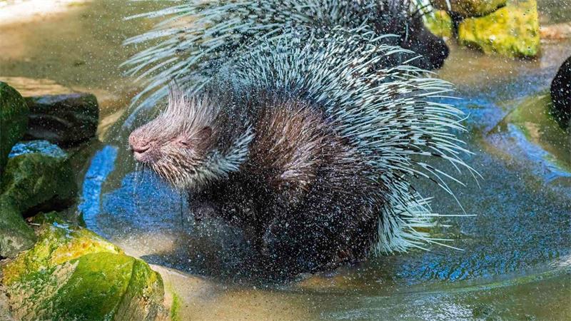 Mehr als 30 Jahre lebte das Weißschwanz-Stachelschwein-Männchen  „Opa“ im Tierpark Nordhorn.