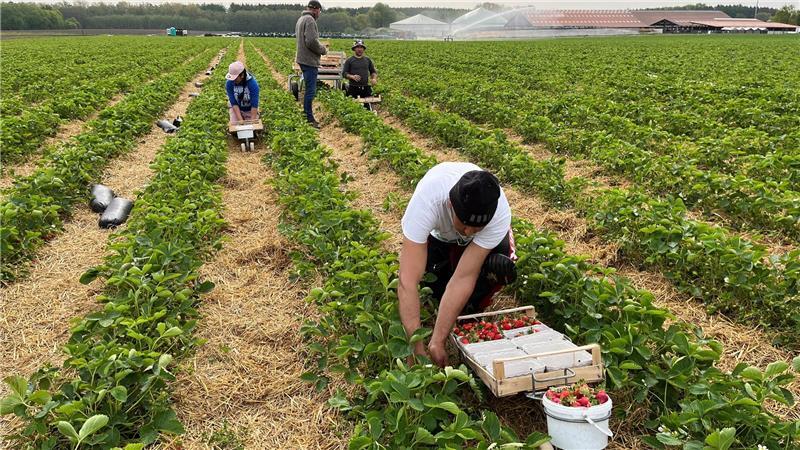 Mehr als 50 Prozent der Anbaufläche sind durch den Mindestlohn seit 2025 im Freiland-Erdbeeranbau verloren gegangen.